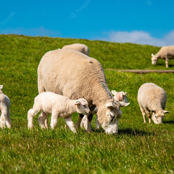 sheeps-meadow